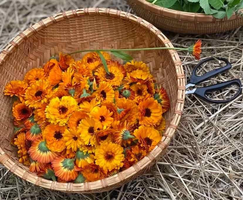 calendula benefits