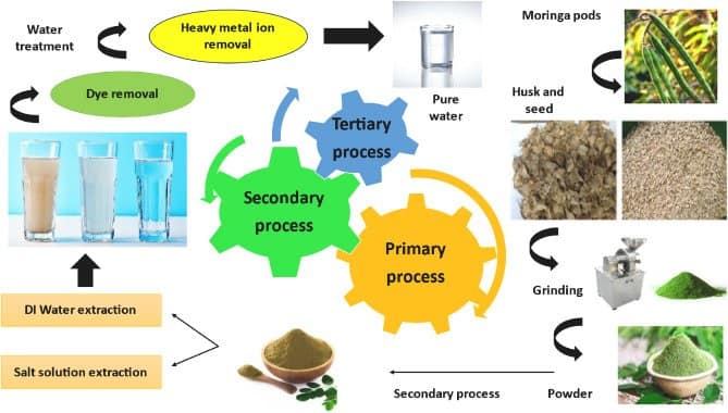 moringa, moringa benefits, moringa powder, moringa powder benefits,