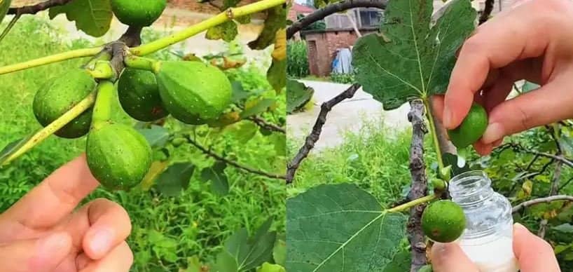 Fig Sap